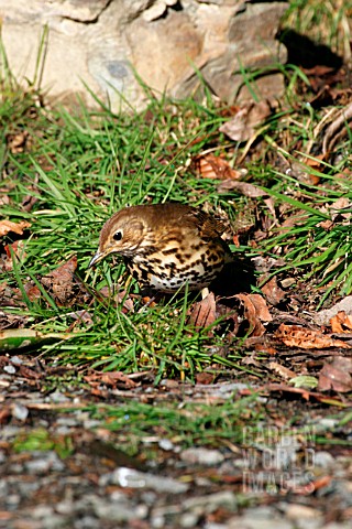 SONG_THRUSH_LOOKING_FOR_FOOD_IN_GRASS