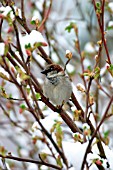 HOUSE SPARROW (MALE) ON BRANCH IN SNOW