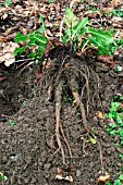 DOCK PLANT ROOT SYSTEM