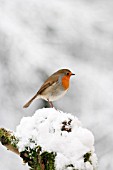 ROBIN ON SNOW COVERED BRANCH
