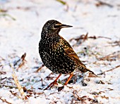 STARLING IN SNOW