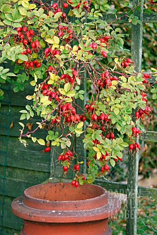 ROSE_HIPS_IN_AUTUMN