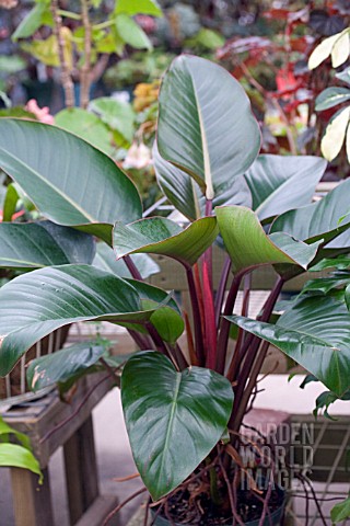 PHILODENDRON_RED_CONGO