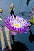 NYMPHAEA ULTRA VIOLET TROPICAL WATER LILY