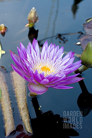 NYMPHAEA_ULTRA_VIOLET_TROPICAL_WATER_LILY