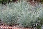 HELICTOTRICHON SEMPERVIRENS BLUE OATS GRASS