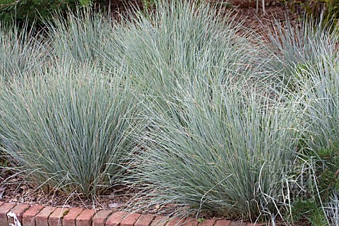 HELICTOTRICHON_SEMPERVIRENS_BLUE_OATS_GRASS