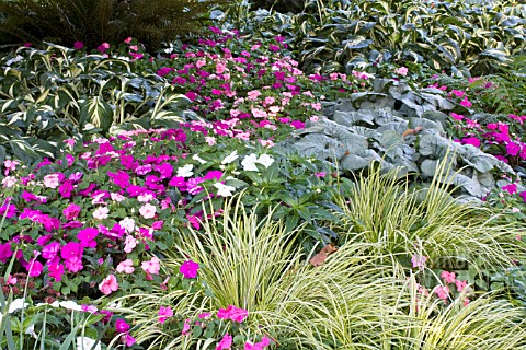 IMPATIENS_WITH_CAREX_AND_HOSTA