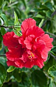 HIBISCUS ROSA-SINENSIS, RED DOUBLE