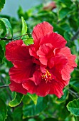 HIBISCUS ROSA-SINENSIS, RED DOUBLE