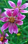 COREOPSIS SHOW STOPPER