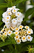LANTANA PATRIOT WEEPERS DOVE WINGS