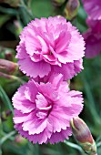 DIANTHUS SCENT FIRST TICKLED PINK