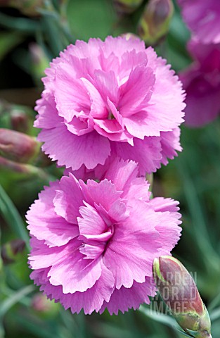 DIANTHUS_SCENT_FIRST_TICKLED_PINK