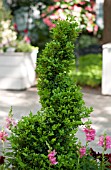 BUXUS SPIRAL TOPIARY