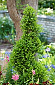 BUXUS SPIRAL TOPIARY
