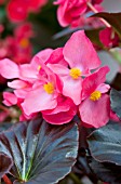 BEGONIA WHOPPER PINK WITH BRONZE LEAF