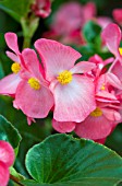BEGONIA WHOPPER PINK WITH GREEN LEAF