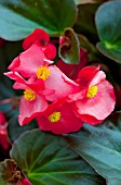 BEGONIA WHOPPER RED WITH BRONZE LEAF