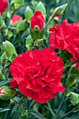 DIANTHUS CARYOPHYLLUS CAN CAN SCARLET