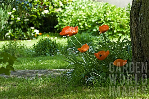 Papaver_orientale_underplanted_by_tree
