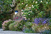 Rosa, Campanula, Aubrieta, Dianthus, Scaevola, Helianthemum, flowering in garden in June
