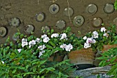 Double white flowering Geraniums in containers with decorative plates