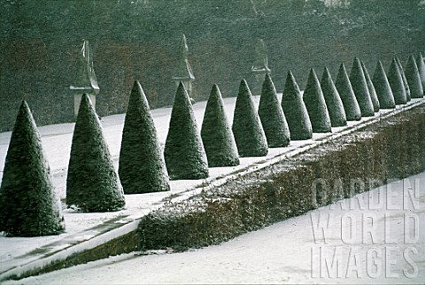 TAXUS_BACCATA_YEW_TOPIARY_AT_GARDEN_OF_VERSAILLES_PALACE_OF_VERSAILLES_FRANCE_IN_WINTER