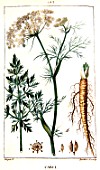 Botanical drawing of Carum carvi (caraway)