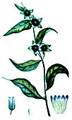 Botanical drawing of Atropa belladona (deadly nightshade)