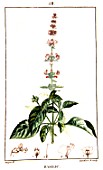 Botanical drawing of Ocimum basilicum (basil)