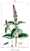 Botanical drawing of Mentha x piperita (peppermint)