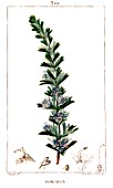 Botanical drawing of Rosmarinus officinalis (rosemary)