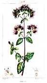 Botanical drawing of Origanum (oregano)
