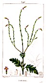 Botanical drawing of Verbena (vervain)