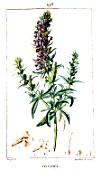 Botanical drawing of Hyssopus officinalis (hyssop)