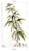 Botanical drawing of Urtica urens (small nettle)