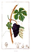Botanical drawing of Vitis (wine grape)