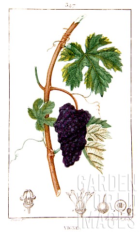 Botanical_drawing_of_Vitis_wine_grape