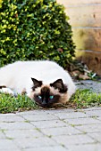 Sacred cat of Burma resting in a garden