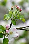 Apple tree flowers in a garden - France