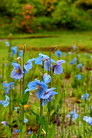 Meconopsis_betonicifolia_Himalayan_Blue_poppies