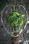 Buxus in a hanging pot in the shape of heart