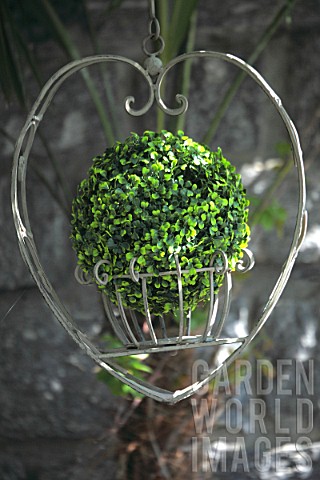 Buxus_in_a_hanging_pot_in_the_shape_of_heart