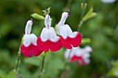 Salvia grahamii Hot Lips in bloom in a garden