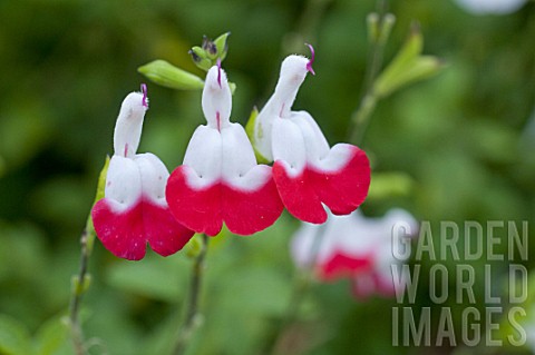 Salvia_grahamii_Hot_Lips_in_bloom_in_a_garden
