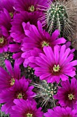 Echinocereus cactus in bloom in a greenhouse
