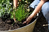 Planting of aromatic plants in a container