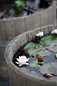 Water lilies in bloom in a little garden pond