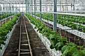Pickles cultivation in hydroponics room. Lufa Farms. Montreal. Province of Quebec. Canada